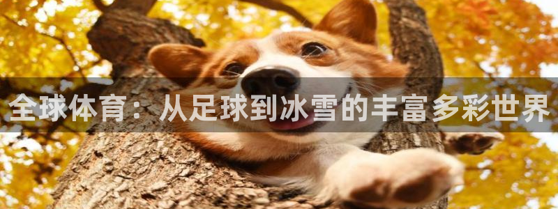 3377体育官方正版app娱乐首页网站大全：全球体育：从足球