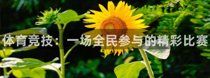 3377体育官网下载招商电话：体育竞技：一场全民参与