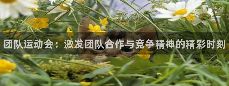 3377体育官网下载招商电话号码是多少啊：团队运动会：激发团
